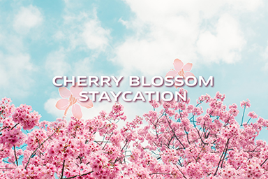 Spring Special Package | Cherry Blossom Staycation